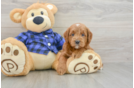 Best Mini Goldendoodle Baby