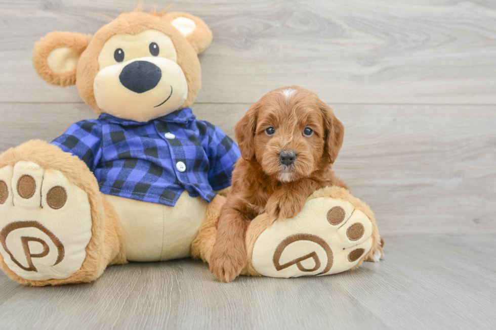 Best Mini Goldendoodle Baby
