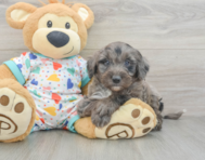 8 week old Mini Goldendoodle Puppy For Sale - Puppy Love PR