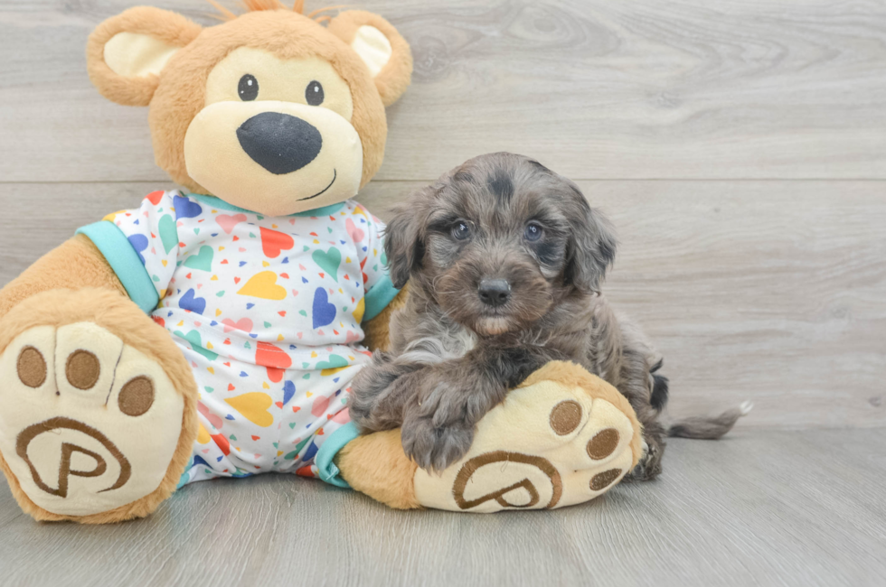 6 week old Mini Goldendoodle Puppy For Sale - Puppy Love PR