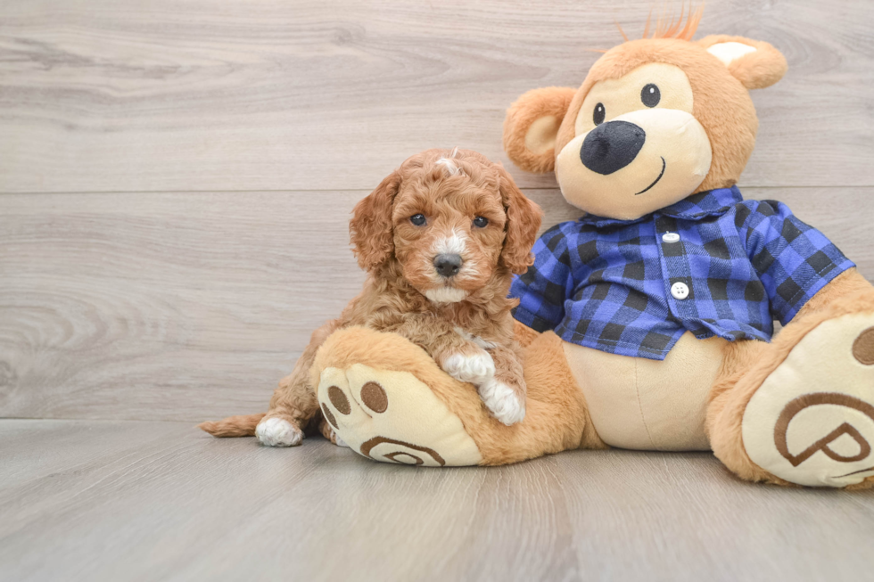 Mini Goldendoodle Puppy for Adoption