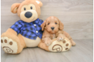 Playful Mini Groodle Poodle Mix Puppy