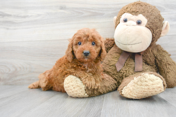 Sweet Mini Goldendoodle Baby