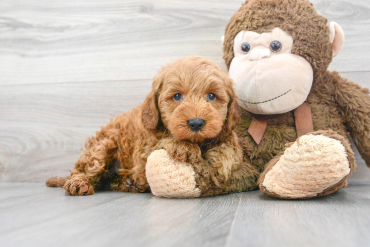 Meet Hayden - our Mini Goldendoodle Puppy Photo 1/3 - Puppy Love PR Sweet Mini Goldendoodle Baby
