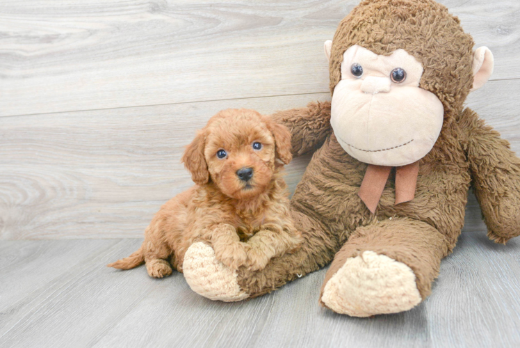 Meet Hazel - our Mini Goldendoodle Puppy Photo 1/3 - Puppy Love PR Popular Mini Goldendoodle Poodle Mix Pup