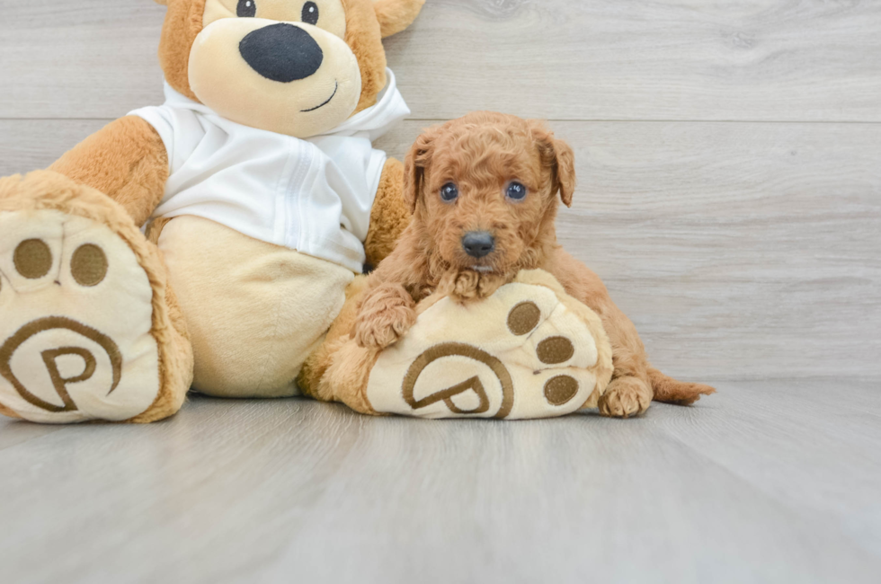 5 week old Mini Goldendoodle Puppy For Sale - Puppy Love PR