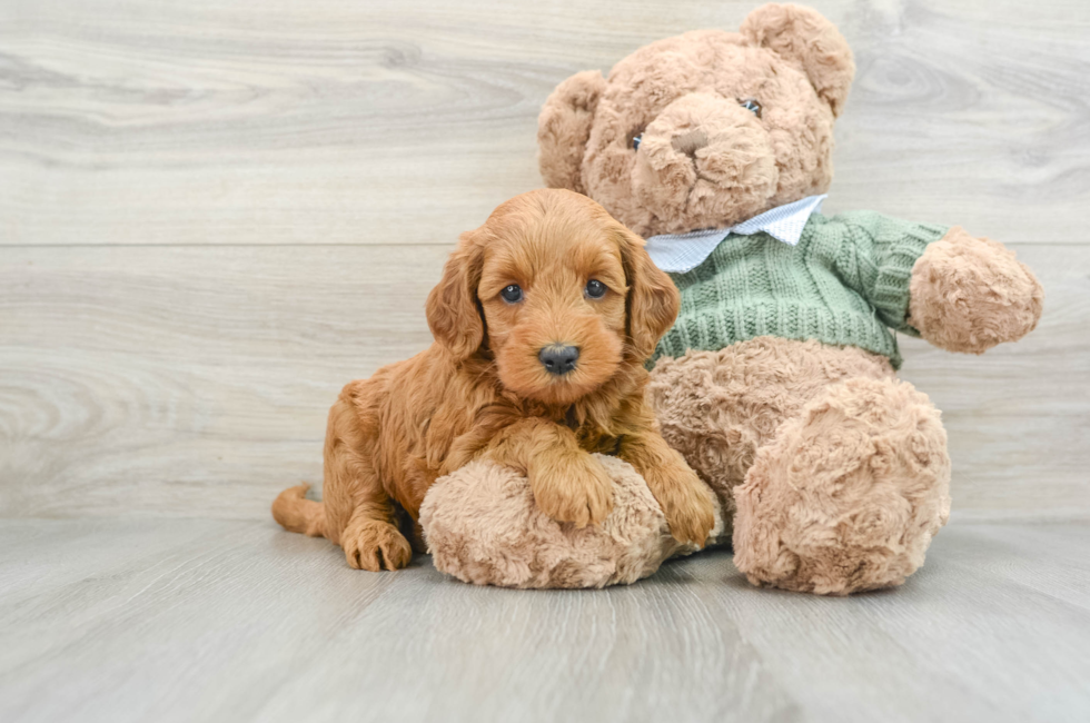 9 week old Mini Goldendoodle Puppy For Sale - Puppy Love PR