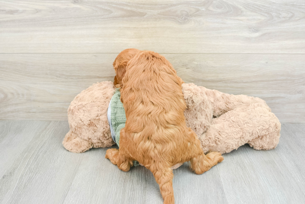 Energetic Golden Doodle Poodle Mix Puppy