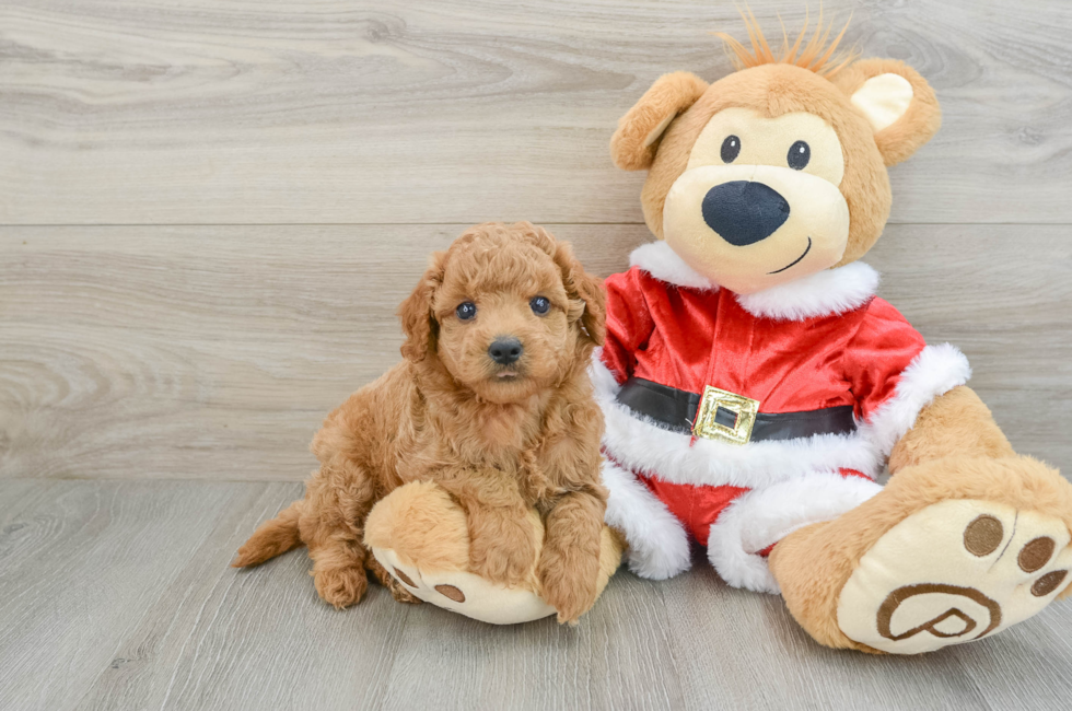 6 week old Mini Goldendoodle Puppy For Sale - Puppy Love PR