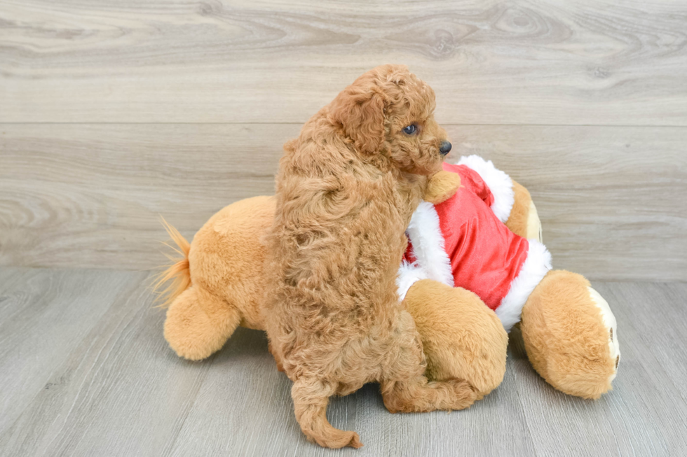 Energetic Golden Doodle Poodle Mix Puppy