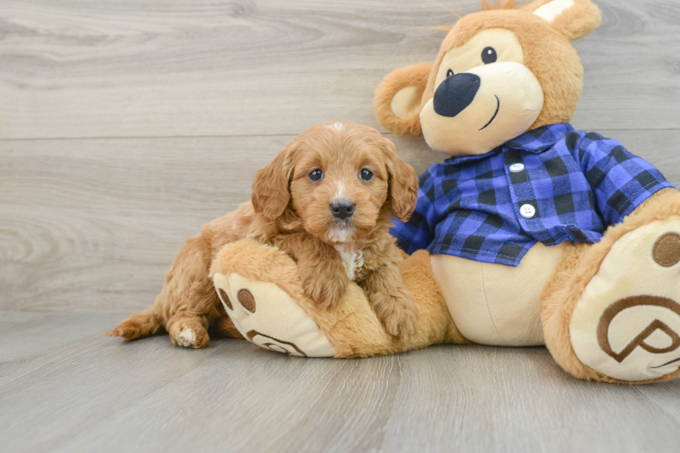 Mini Goldendoodle Pup Being Cute