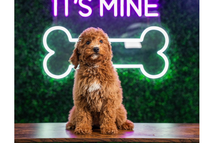 Best Mini Goldendoodle Baby