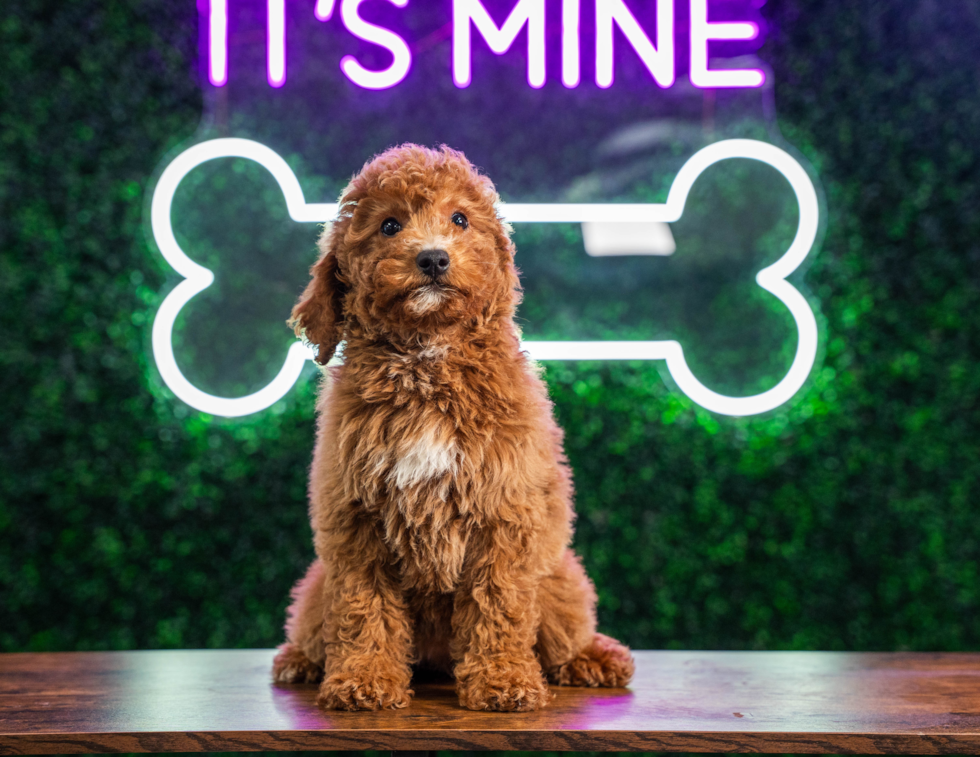 Best Mini Goldendoodle Baby