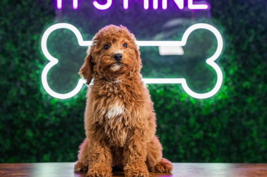 Best Mini Goldendoodle Baby