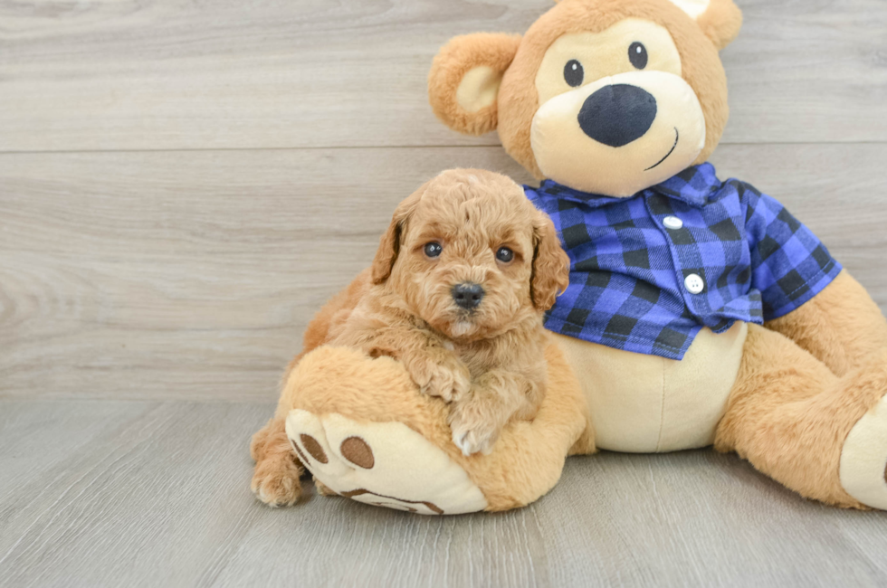 5 week old Mini Goldendoodle Puppy For Sale - Puppy Love PR