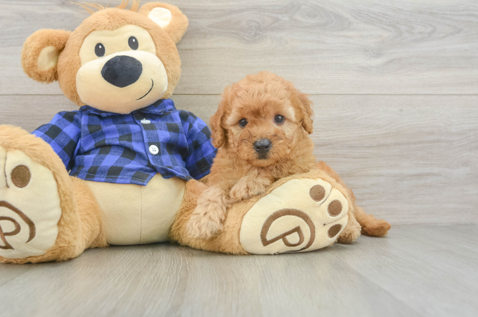 6 week old Mini Goldendoodle Puppy For Sale - Puppy Love PR