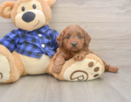 7 week old Mini Goldendoodle Puppy For Sale - Puppy Love PR