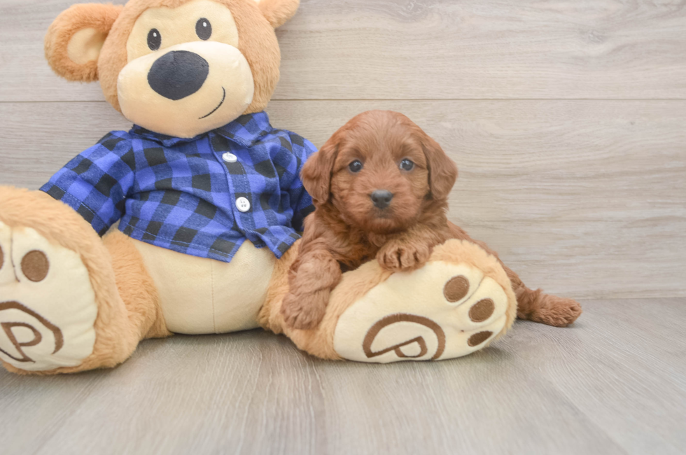 5 week old Mini Goldendoodle Puppy For Sale - Puppy Love PR