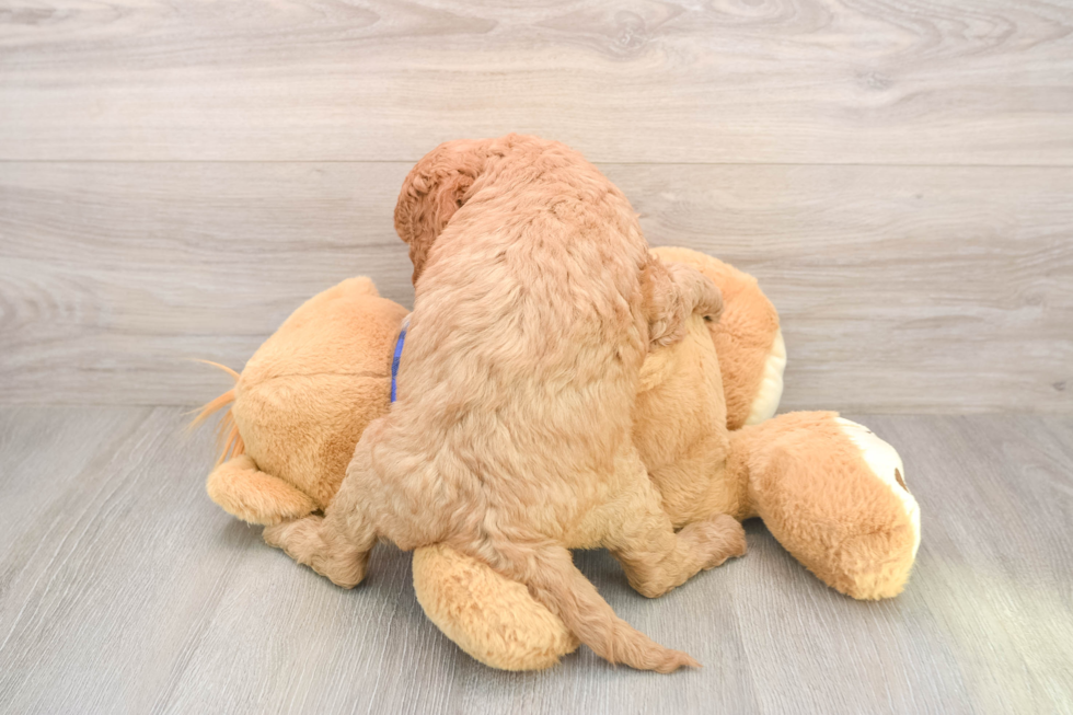 Mini Goldendoodle Pup Being Cute