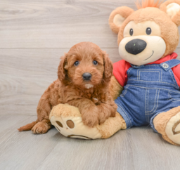 6 week old Mini Goldendoodle Puppy For Sale - Puppy Love PR