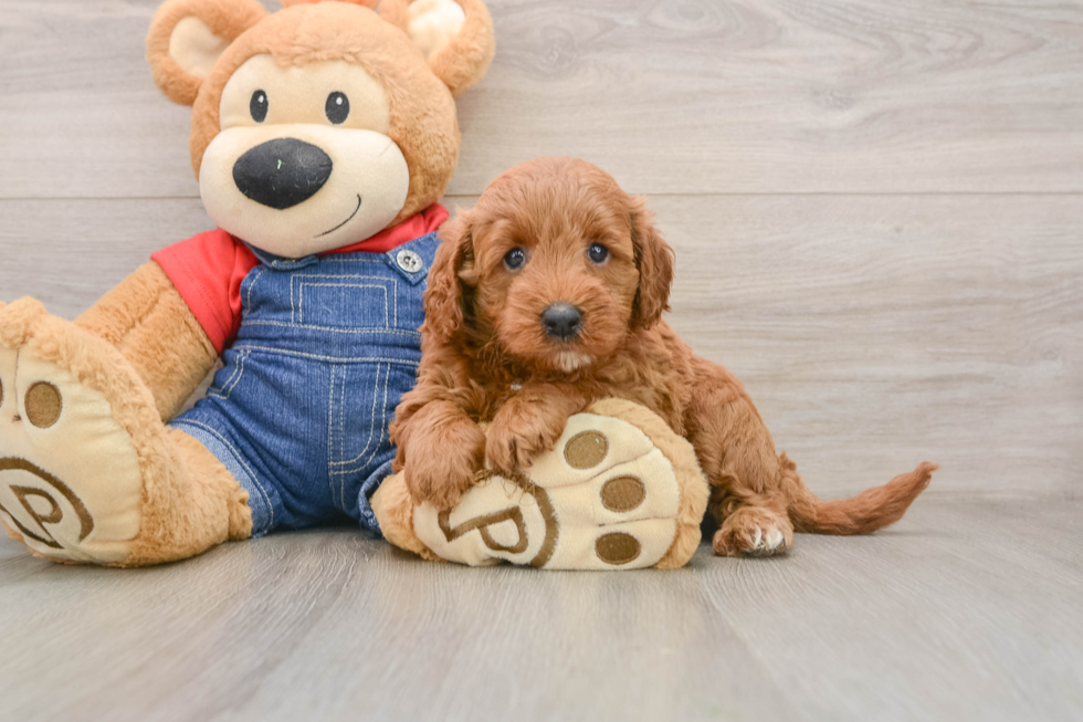 Fluffy Mini Goldendoodle Poodle Mix Pup