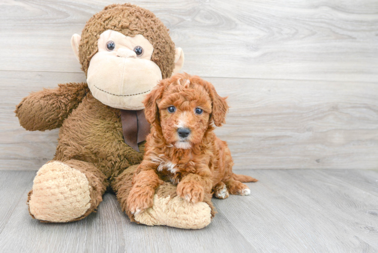 Mini Goldendoodle Puppy for Adoption