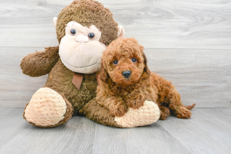 Happy Mini Goldendoodle Baby