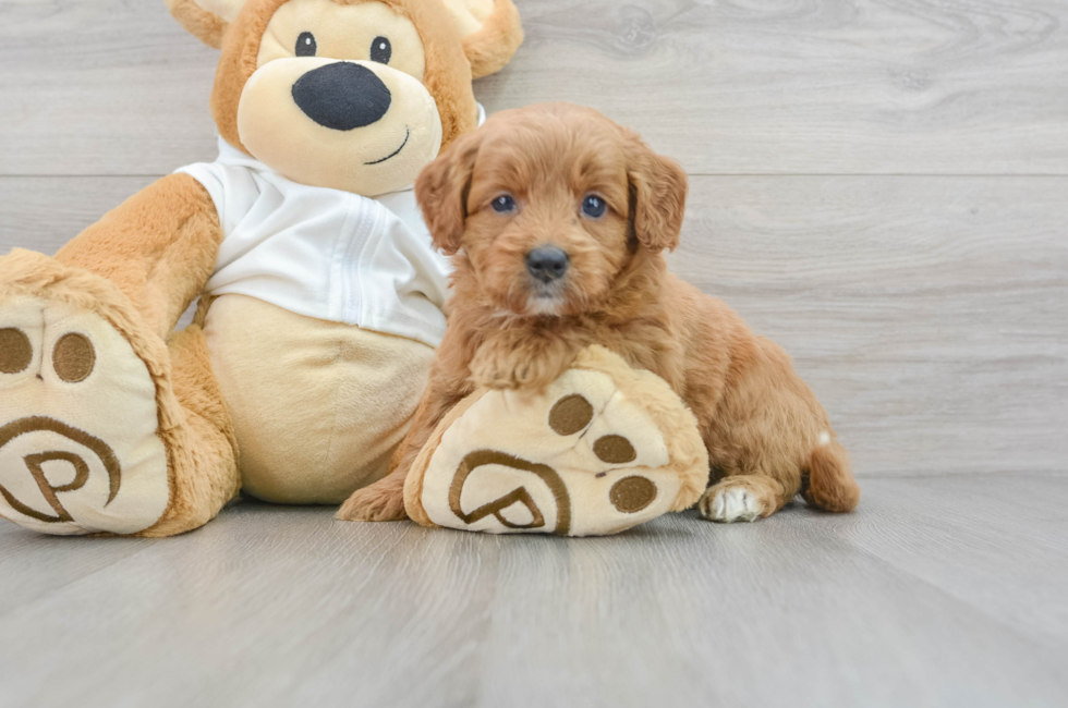 5 week old Mini Goldendoodle Puppy For Sale - Puppy Love PR