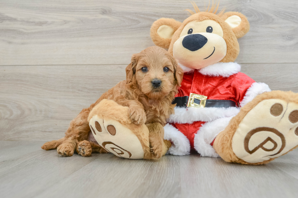 6 week old Mini Goldendoodle Puppy For Sale - Puppy Love PR