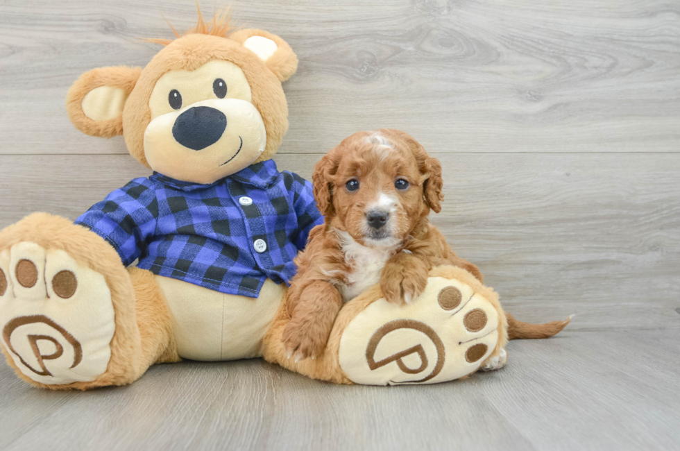 6 week old Mini Goldendoodle Puppy For Sale - Puppy Love PR