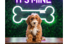 Cute Mini Goldendoodle Baby