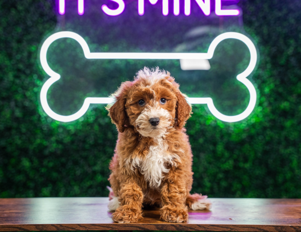 Cute Mini Goldendoodle Baby
