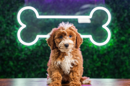Cute Mini Goldendoodle Baby