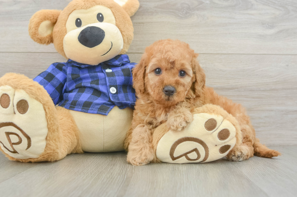 6 week old Mini Goldendoodle Puppy For Sale - Puppy Love PR