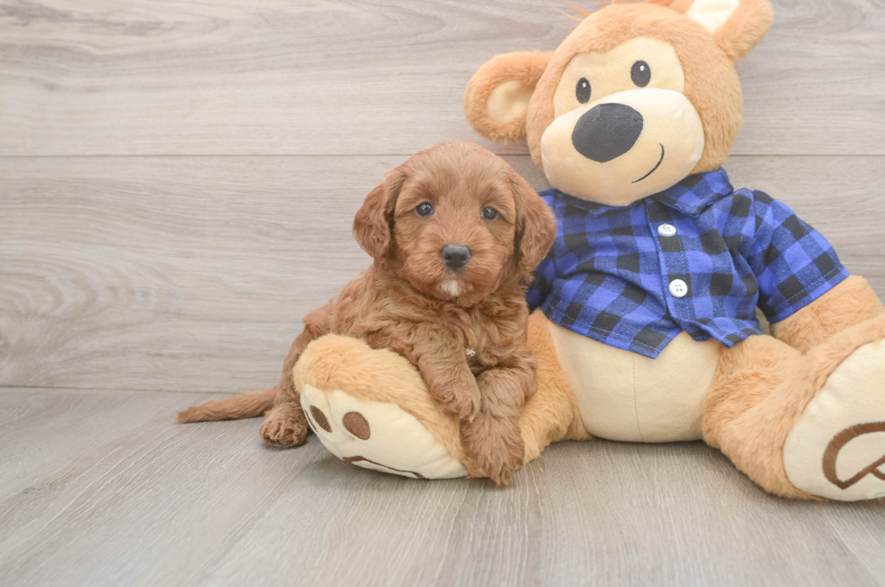 5 week old Mini Goldendoodle Puppy For Sale - Puppy Love PR