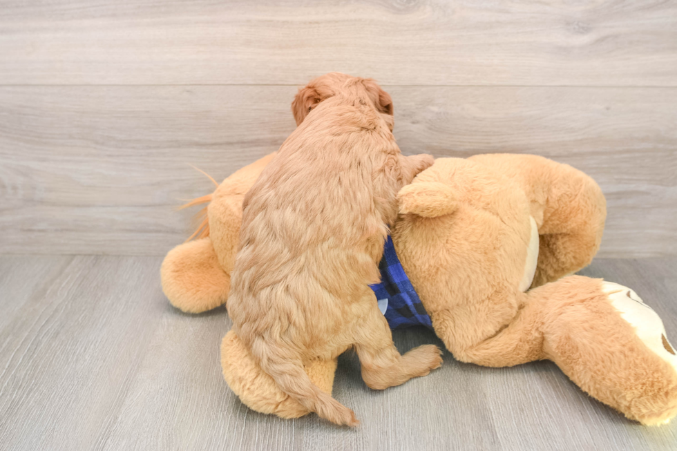 Mini Goldendoodle Puppy for Adoption