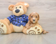 8 week old Mini Goldendoodle Puppy For Sale - Puppy Love PR