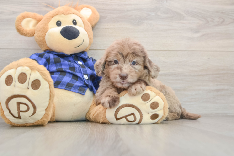 Best Mini Goldendoodle Baby
