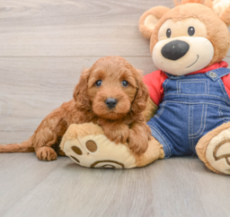 6 week old Mini Goldendoodle Puppy For Sale - Puppy Love PR