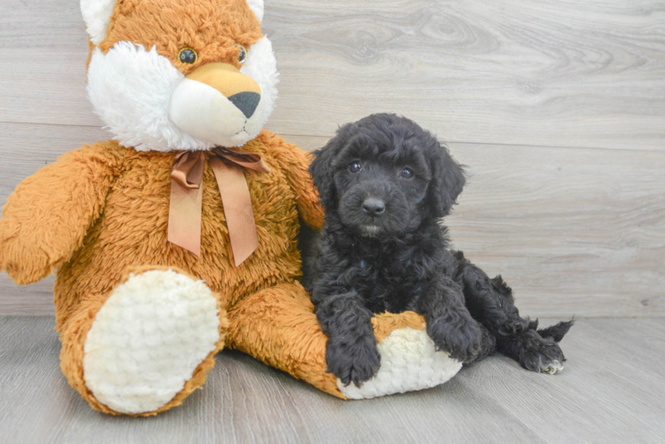 Meet Heidi - our Mini Goldendoodle Puppy Photo 1/3 - Puppy Love PR Best Mini Goldendoodle Baby