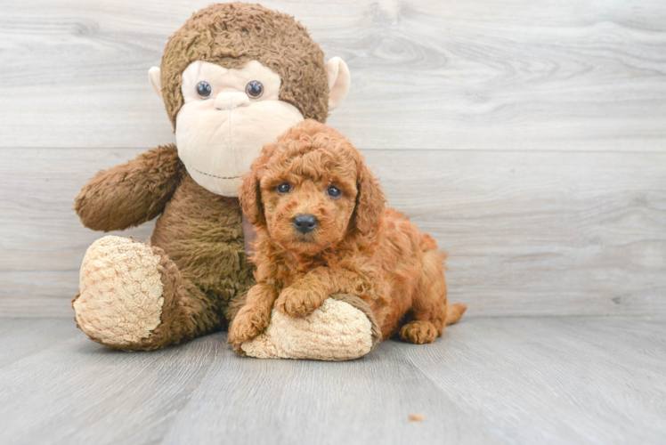 Meet Heidi - our Mini Goldendoodle Puppy Photo 1/3 - Puppy Love PR Best Mini Goldendoodle Baby