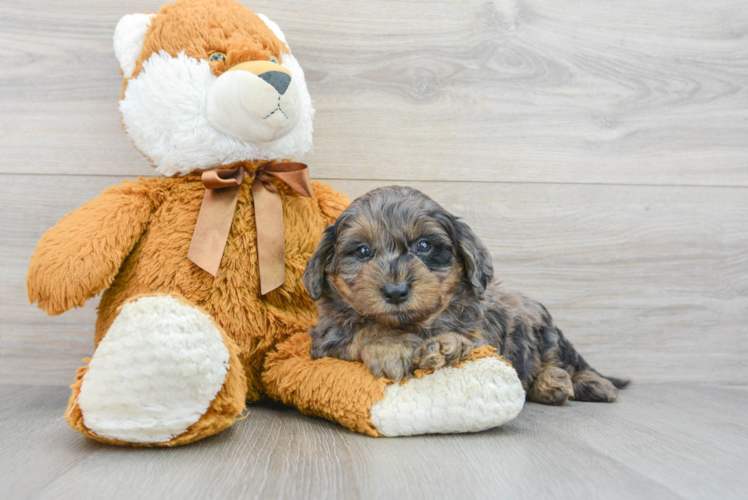 Cute Mini Goldendoodle Baby