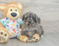 8 week old Mini Goldendoodle Puppy For Sale - Puppy Love PR