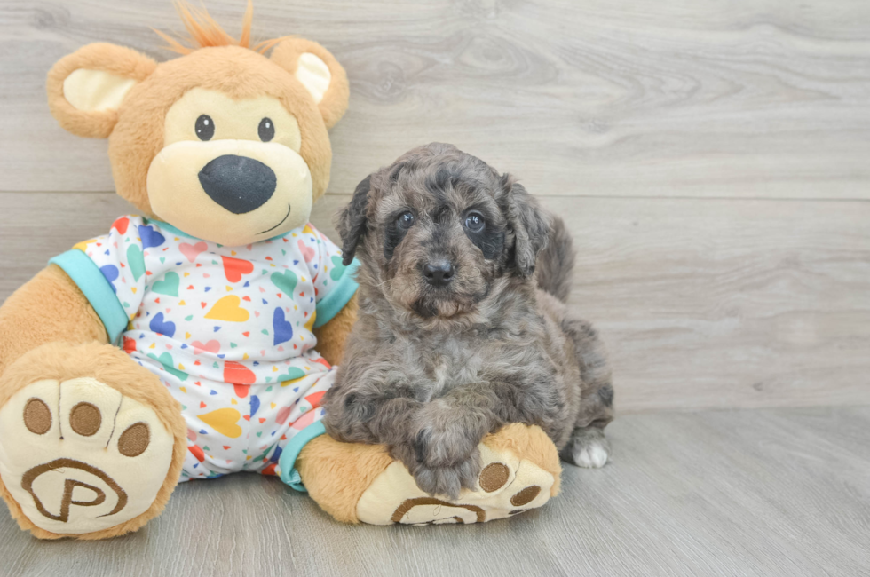 6 week old Mini Goldendoodle Puppy For Sale - Puppy Love PR