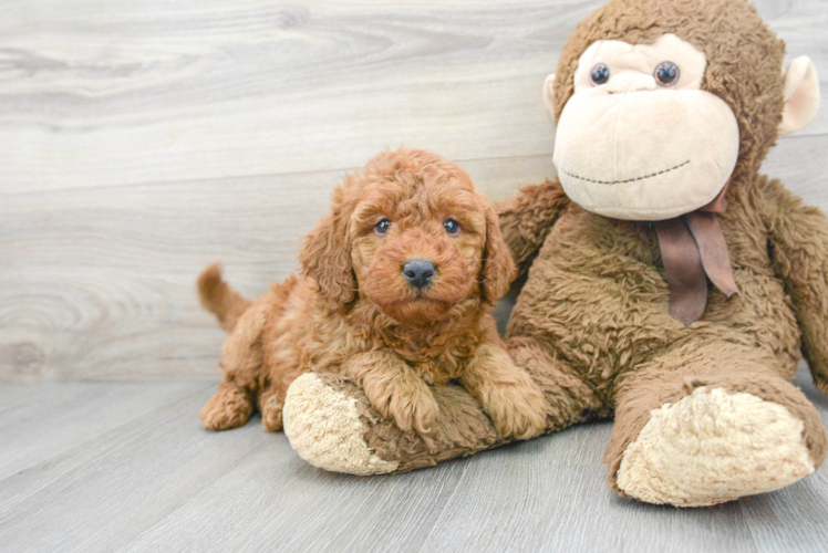 Meet Hendrix - our Mini Goldendoodle Puppy Photo 1/3 - Puppy Love PR Smart Mini Goldendoodle Poodle Mix Pup
