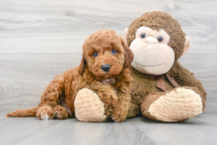 Small Mini Goldendoodle Baby