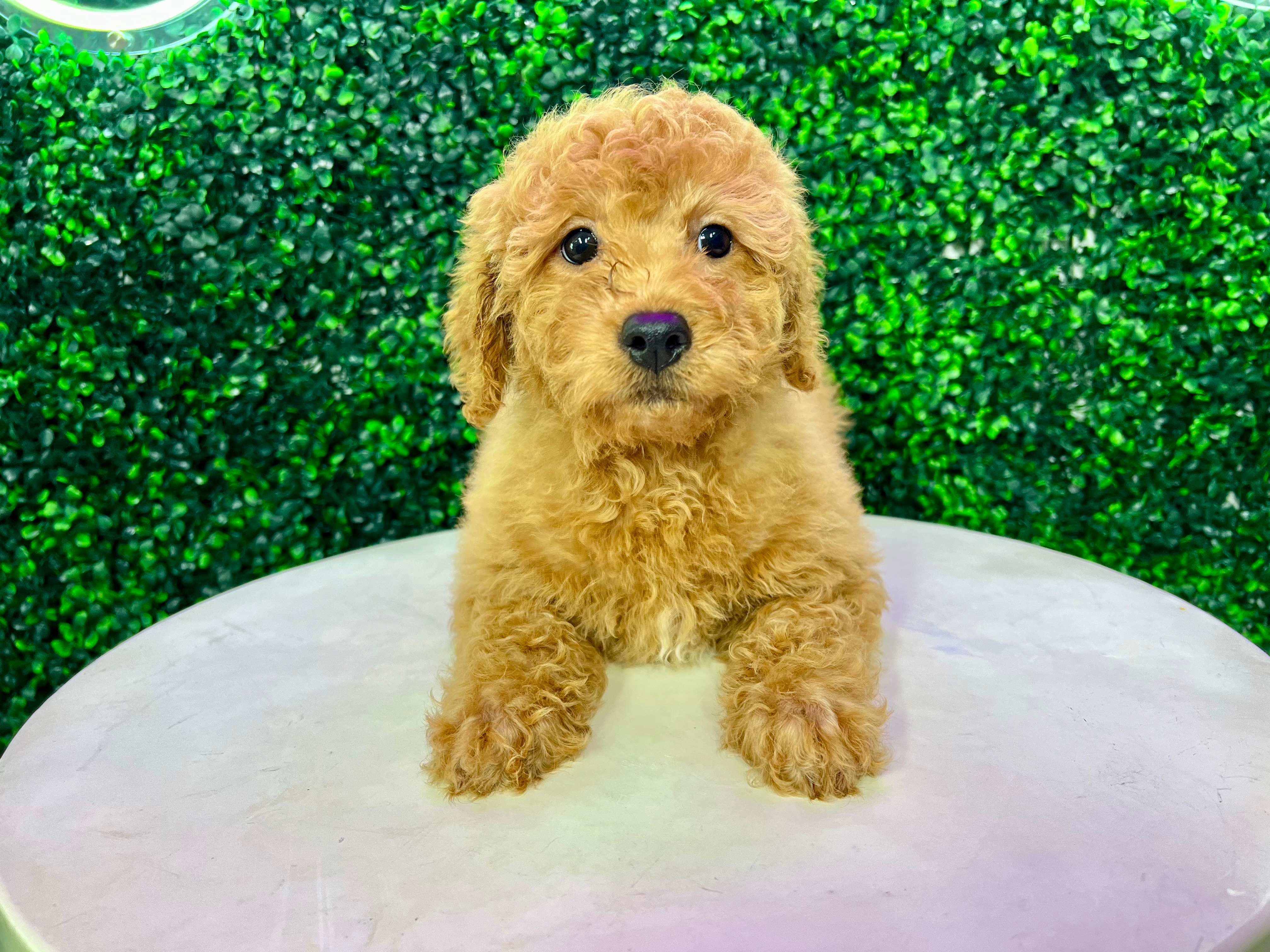 Cute Mini Goldendoodle Poodle Mix Pup