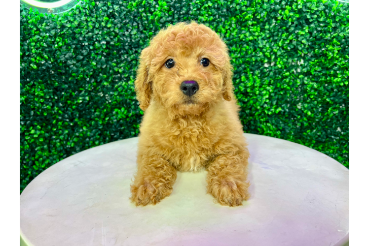 Cute Mini Goldendoodle Poodle Mix Pup