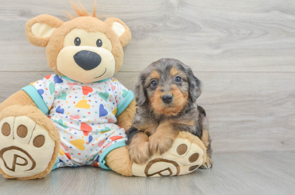 6 week old Mini Goldendoodle Puppy For Sale - Puppy Love PR
