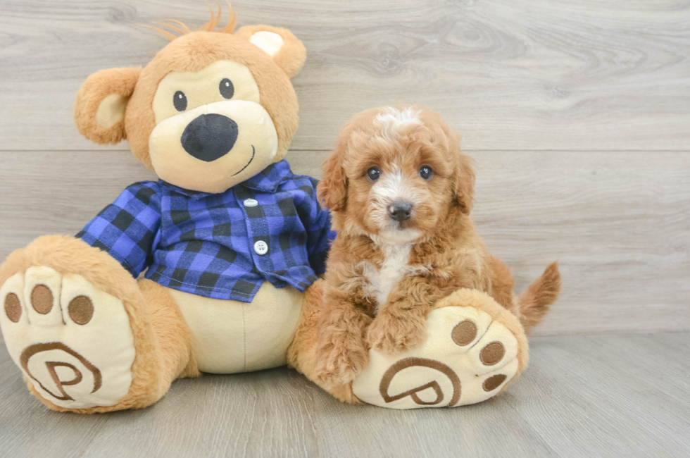 6 week old Mini Goldendoodle Puppy For Sale - Puppy Love PR